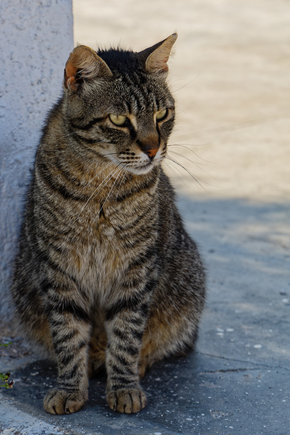 Segeltörn Mykonos & Kykladen 2023